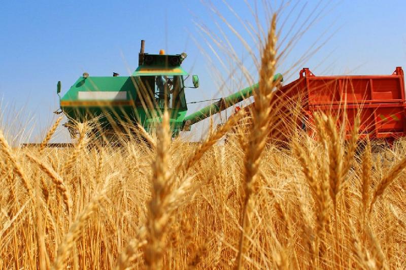 Agrokeshen: Aılyq az, maman tapshy