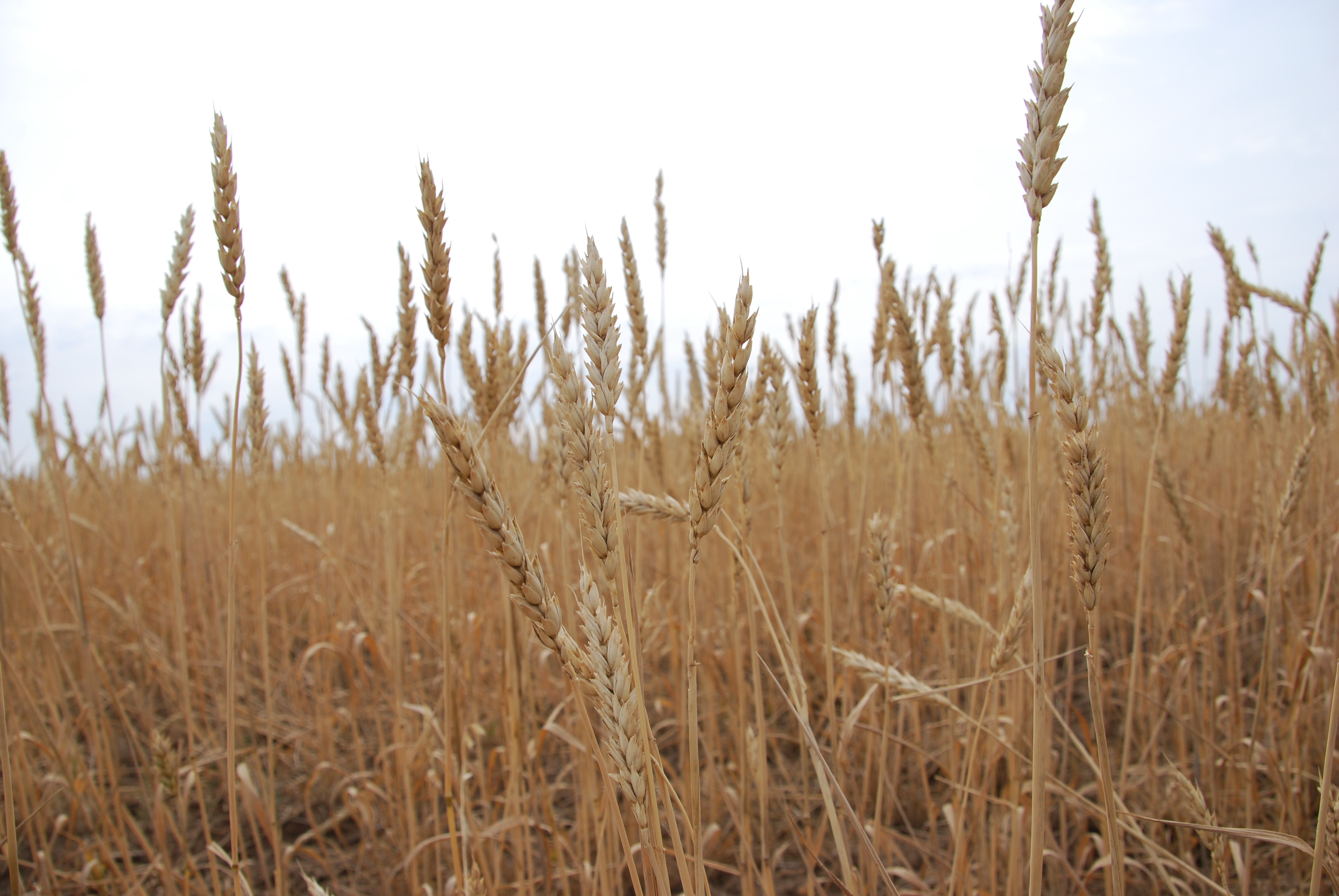 Bitik egin – el yrysy