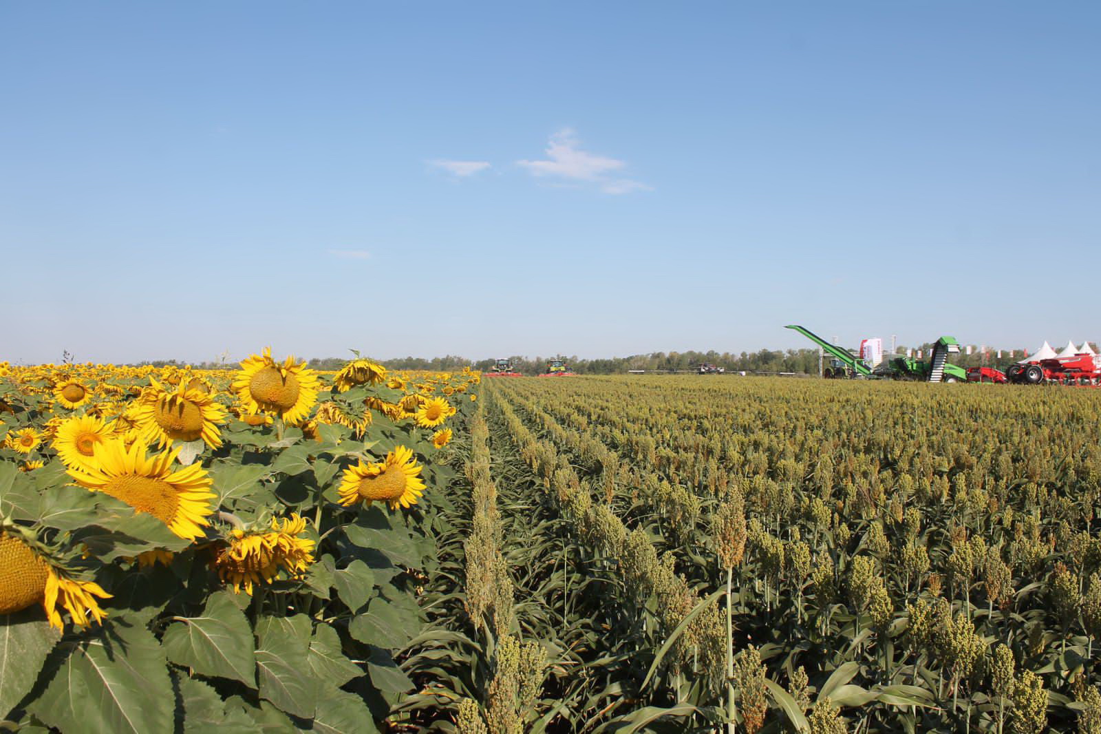 Aýyldy órkendetýge arnalǵan agrofestıval