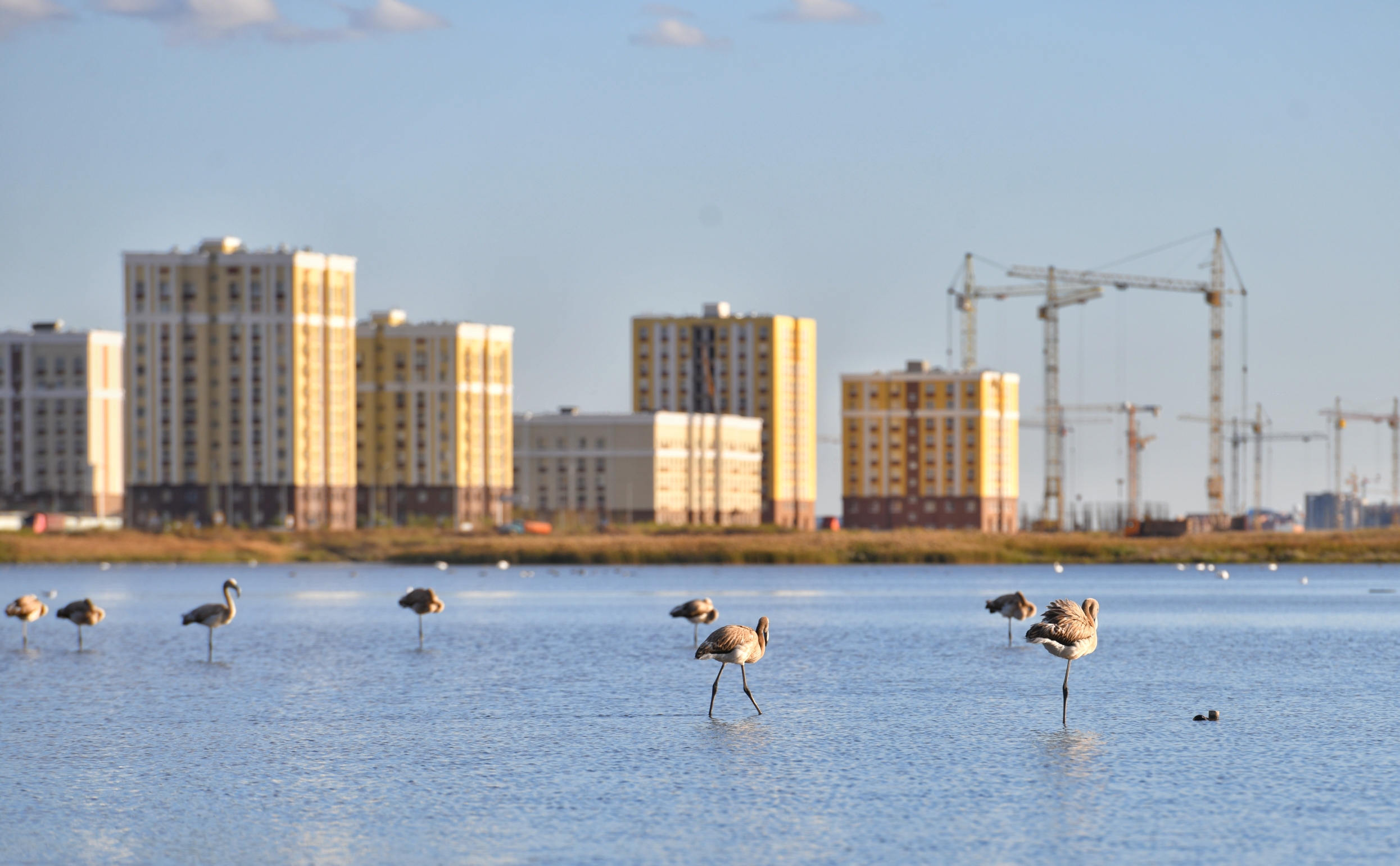 Úlken Taldykólge qoqıqaz ushyp keldi