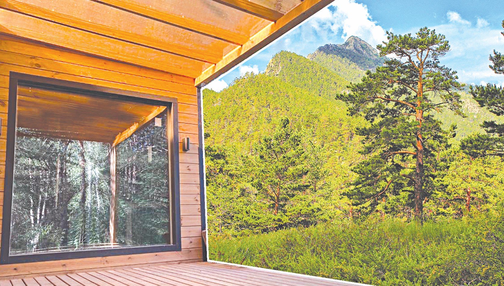 Memleketke qaıtarylǵan orman