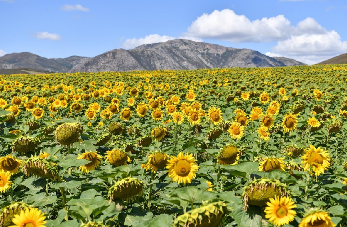 Maı óndirýshilerdiń muńy