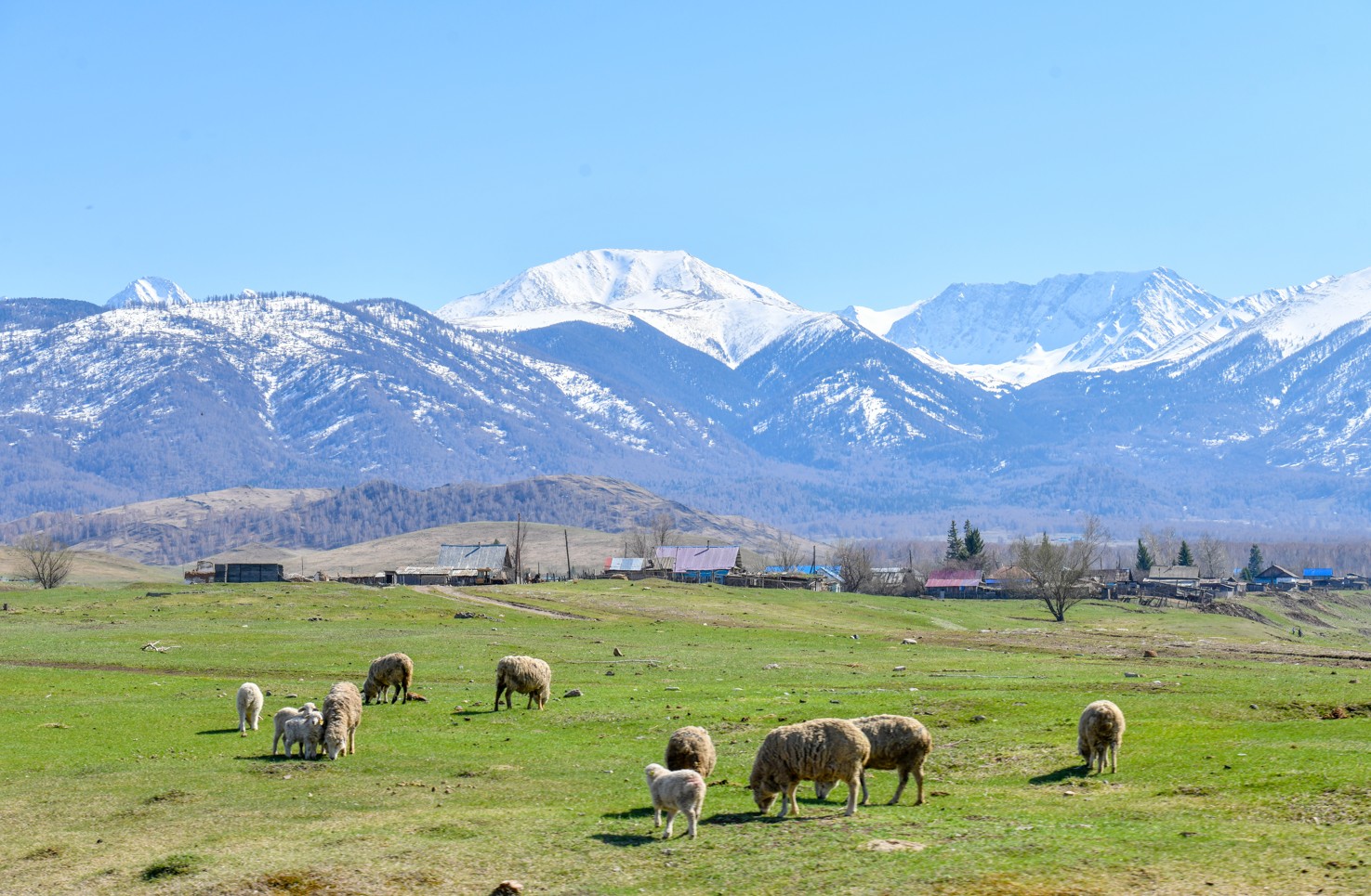 Qoı sharýashylyǵy: Mańyzy men mejesi