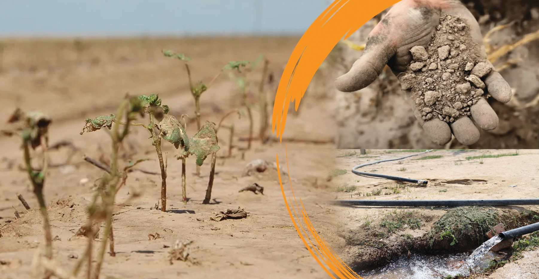 Sharýalar shyǵyny 7 mlrd teńgege jetýi múmkin