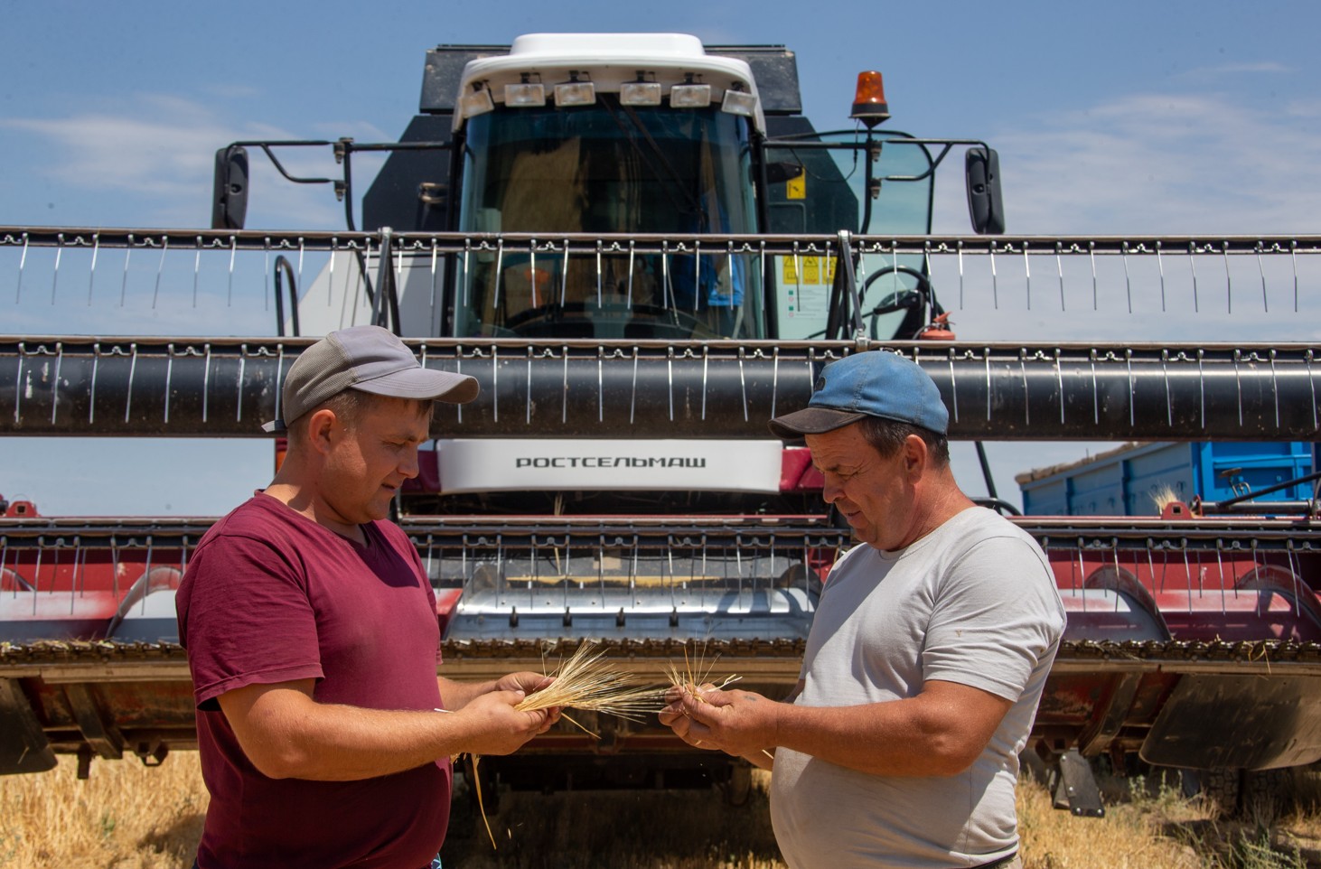 Egin bitik shyqsa, el rıza