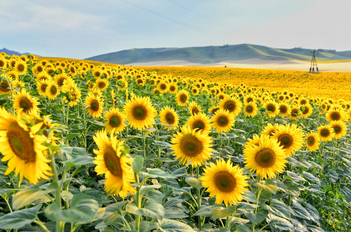 Maıly daqyl – molshylyq kózi