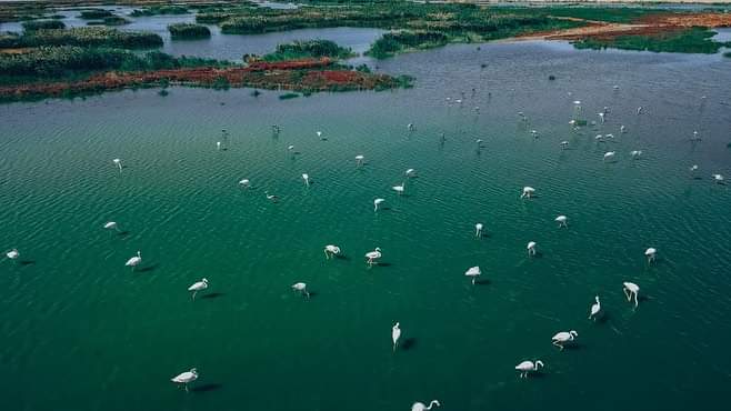 Jaıyq jaıylmasyndaǵy qoqıqaz