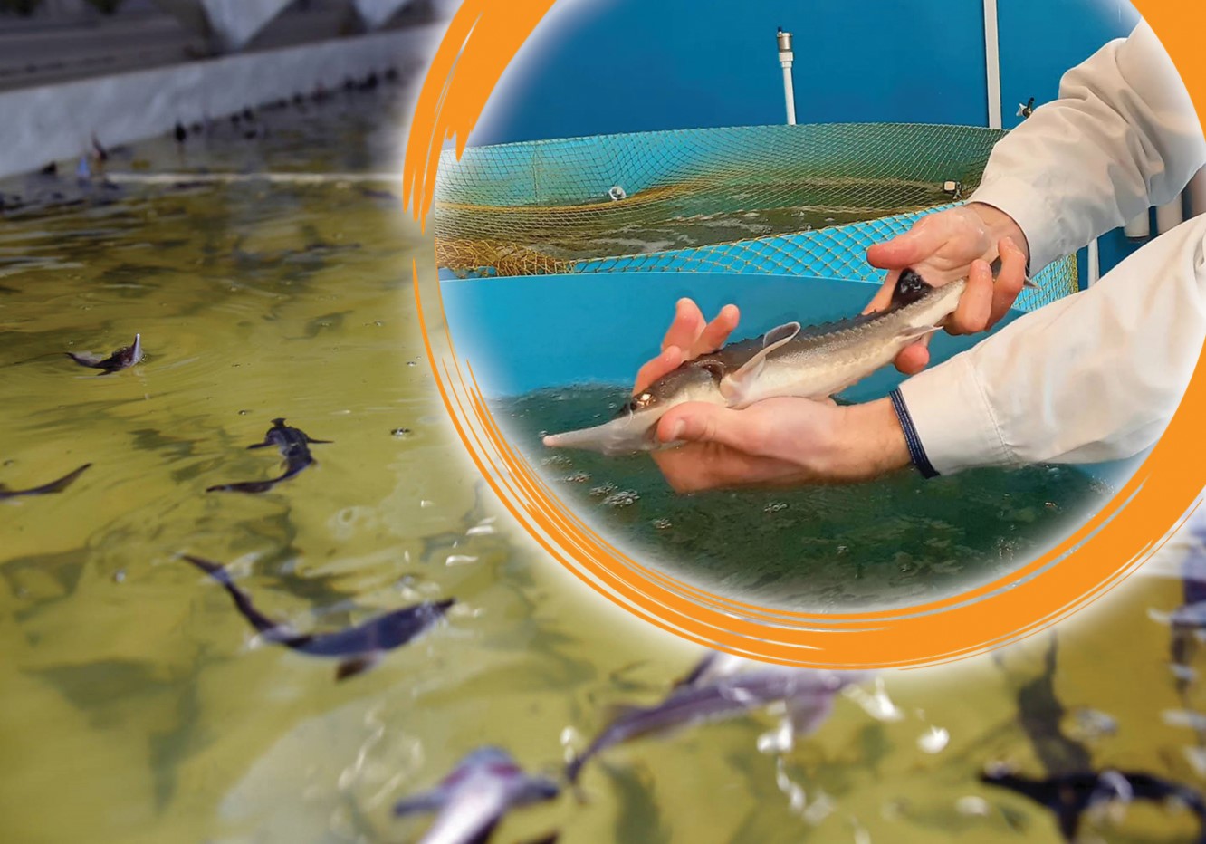 Balyq óńdeýge ne bóget?