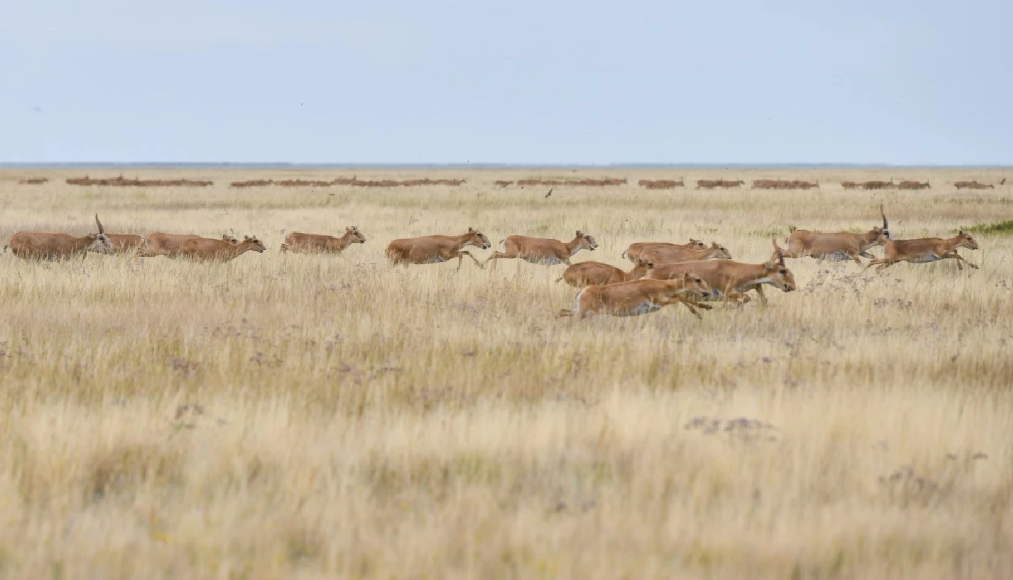 Kıiktiń kıesi, sharýanyń shyǵyny