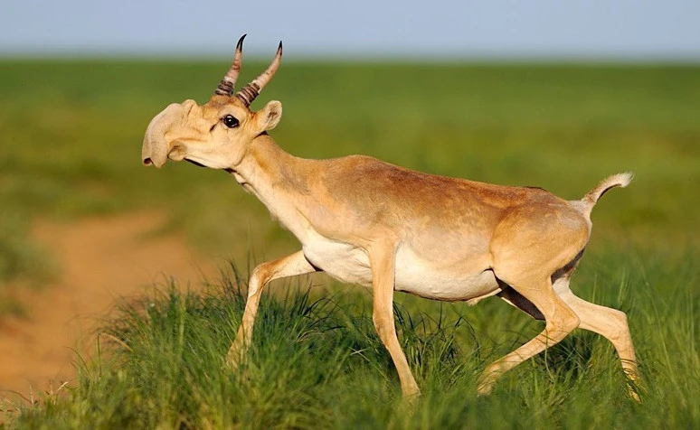 Jaz boıy tıtyqtatty