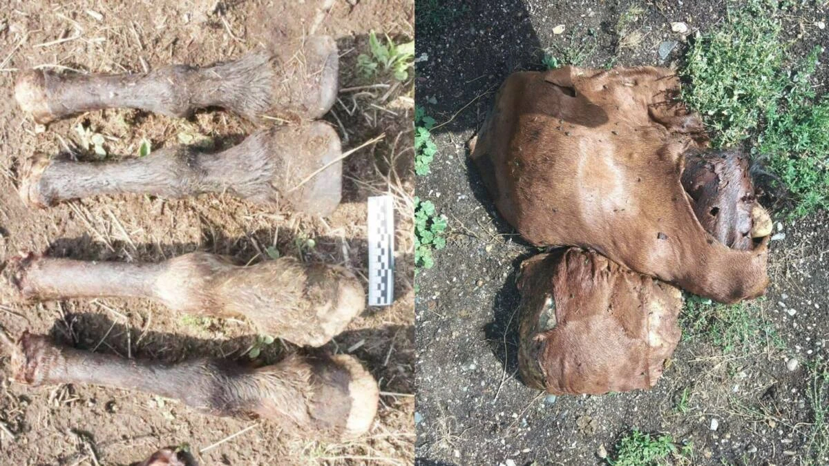 54 bas jylqyny aıdap áketken ury ustaldy