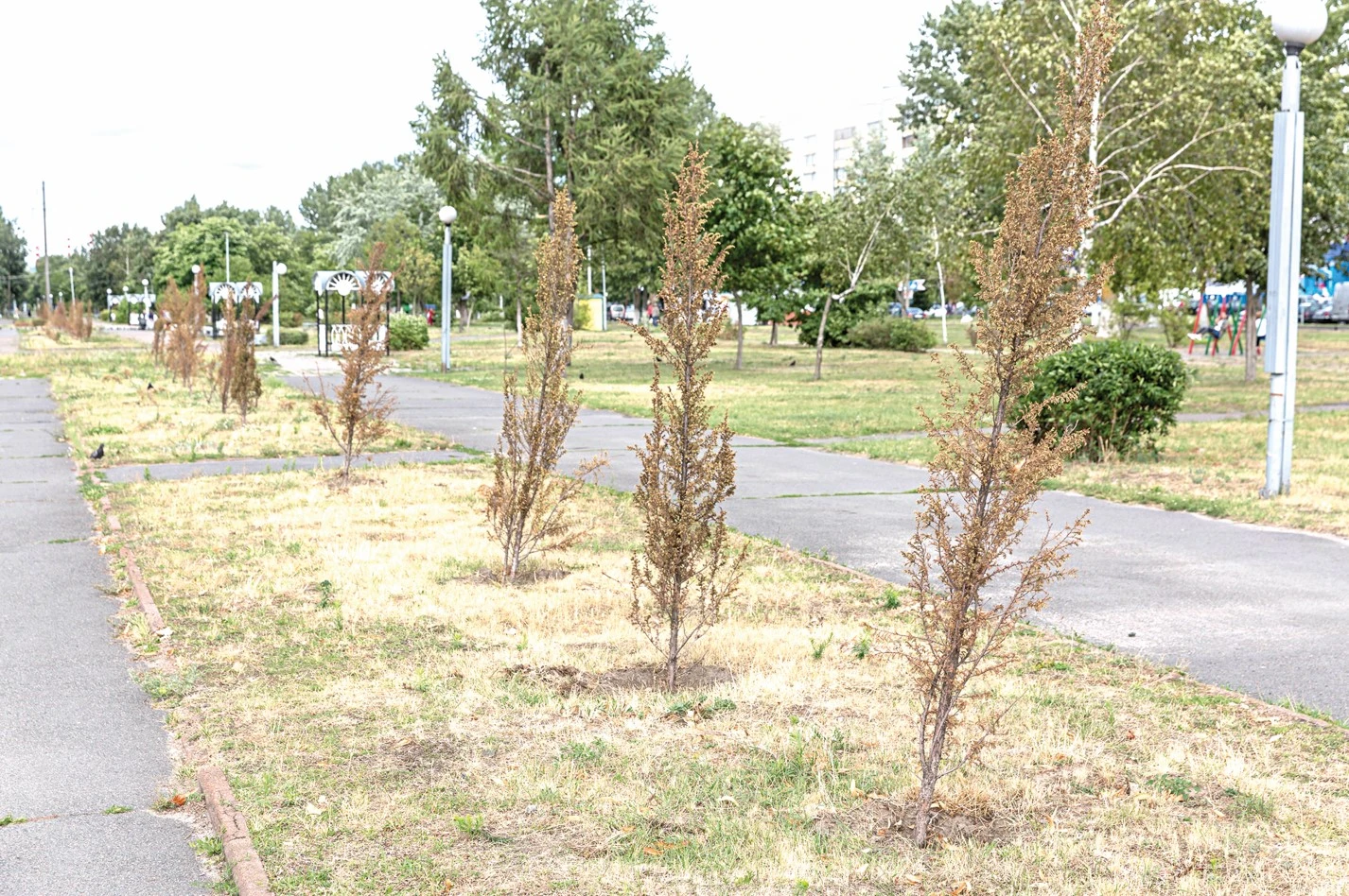 Bıýdjet kóshetteri kókteı solmasyn desek...