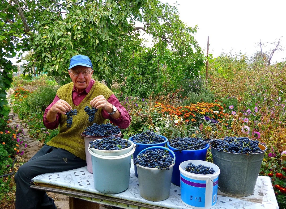 Saıajaı qyzyǵy – Kóksheniń júzimi