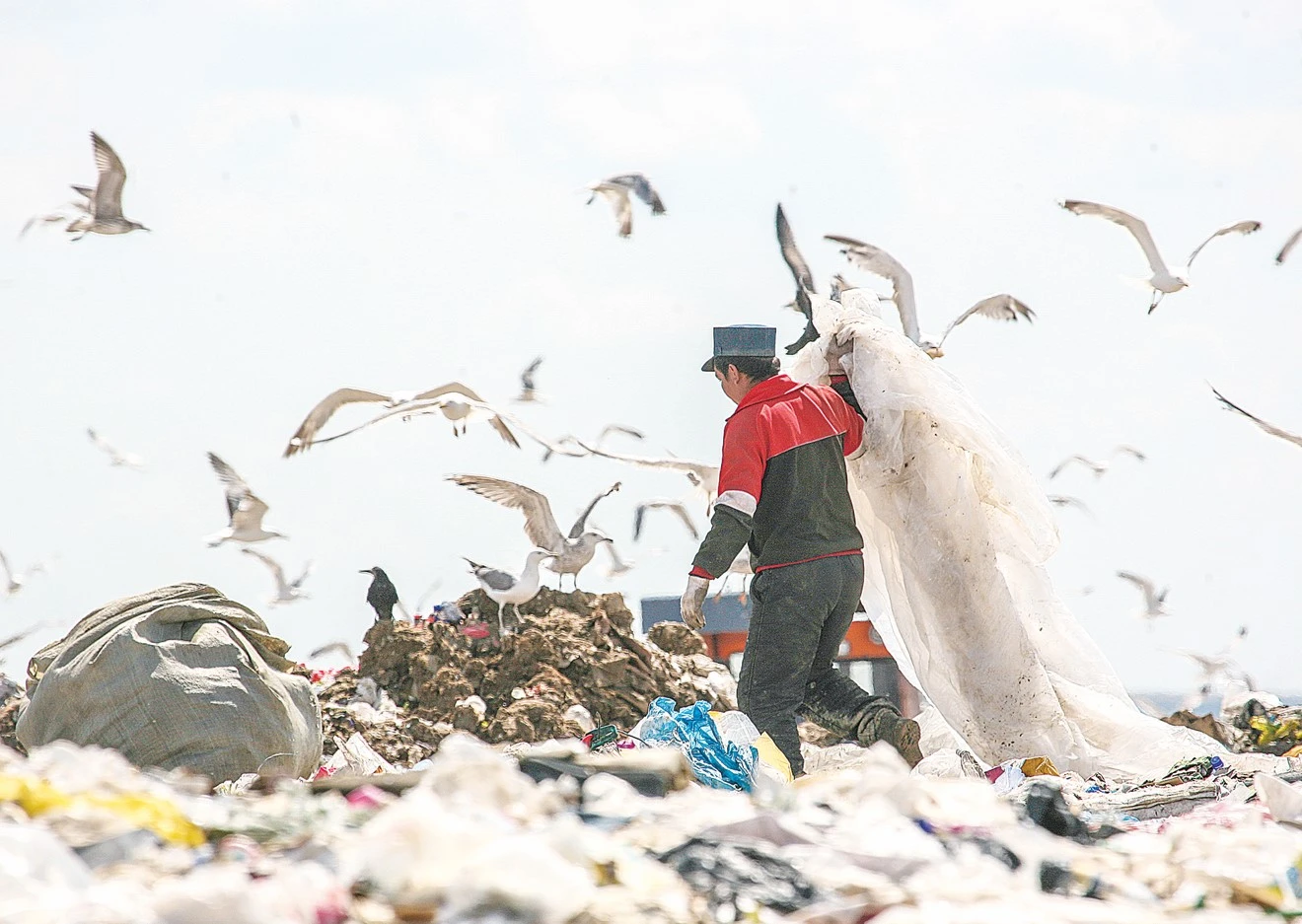 Taý-taý qoqys qorshaǵan