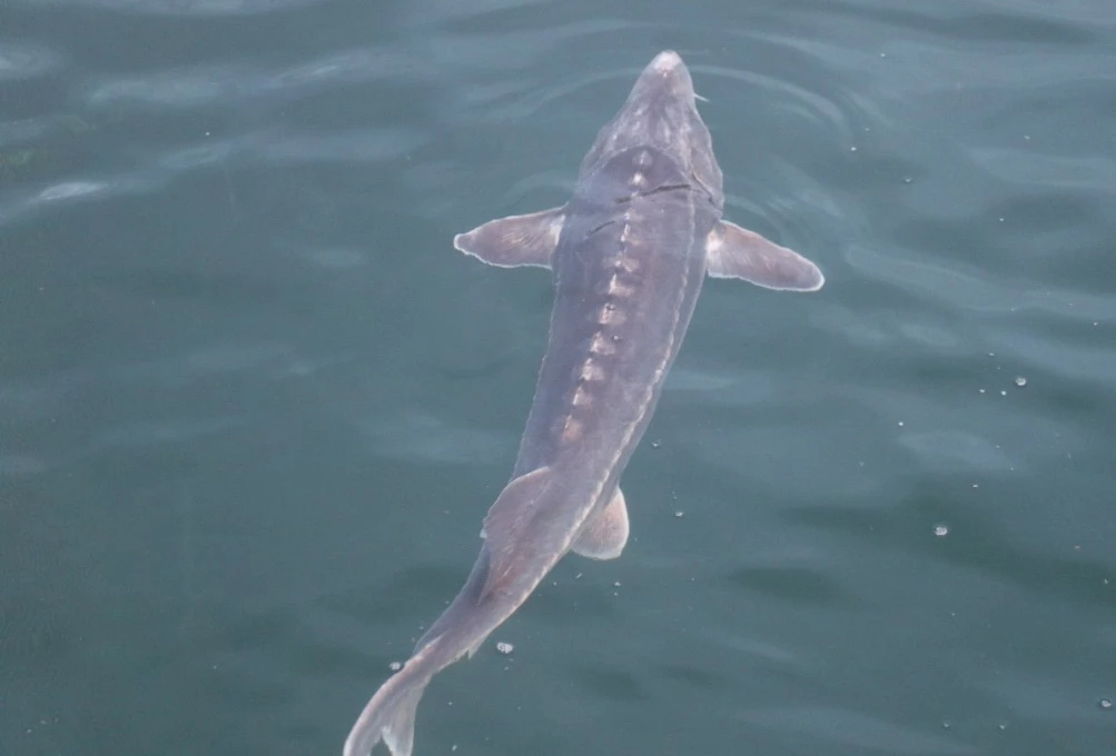 Balyq ta – baılyq