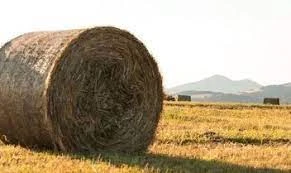 Qaraǵandy oblysy: Bir oram shóp –  15 myń teńge