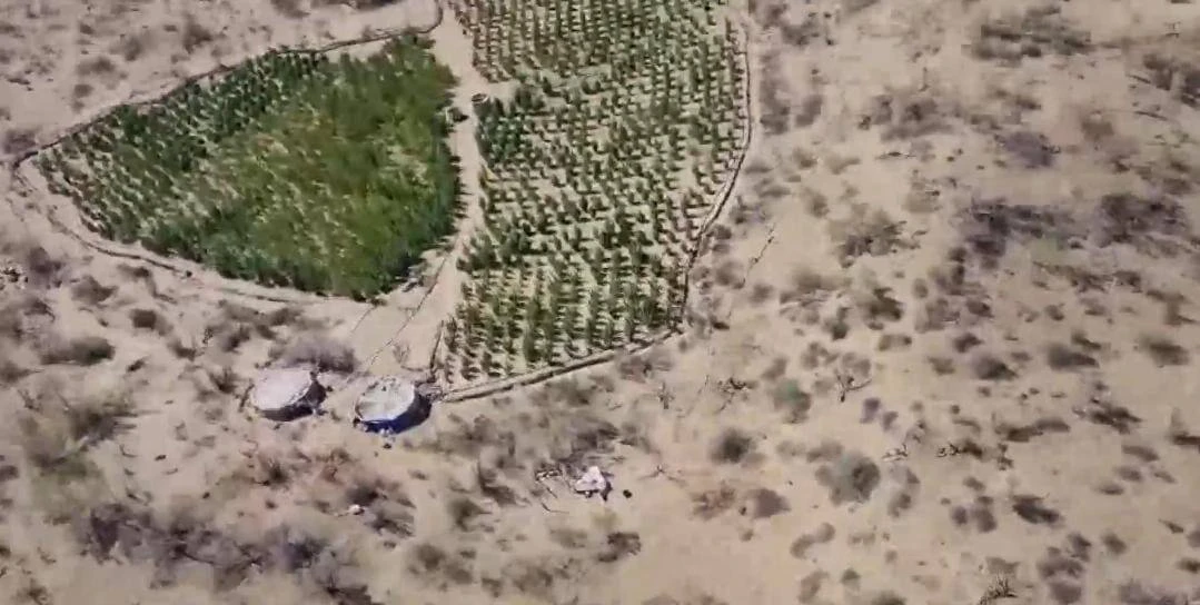 Esirtki ósirýshilerdi quryqtaý kókten de júzege asyrylady