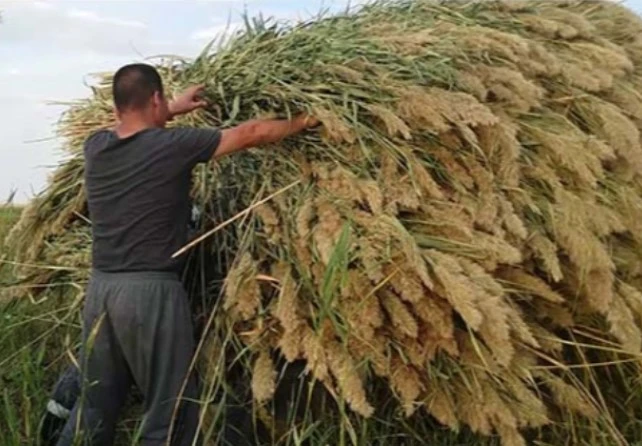 Jetisý oblysy: Qamystyń da quny sharyqtap ketti