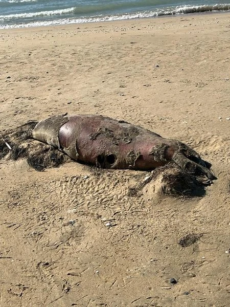 Kaspıı ıtbalyǵy taǵy qyryldy