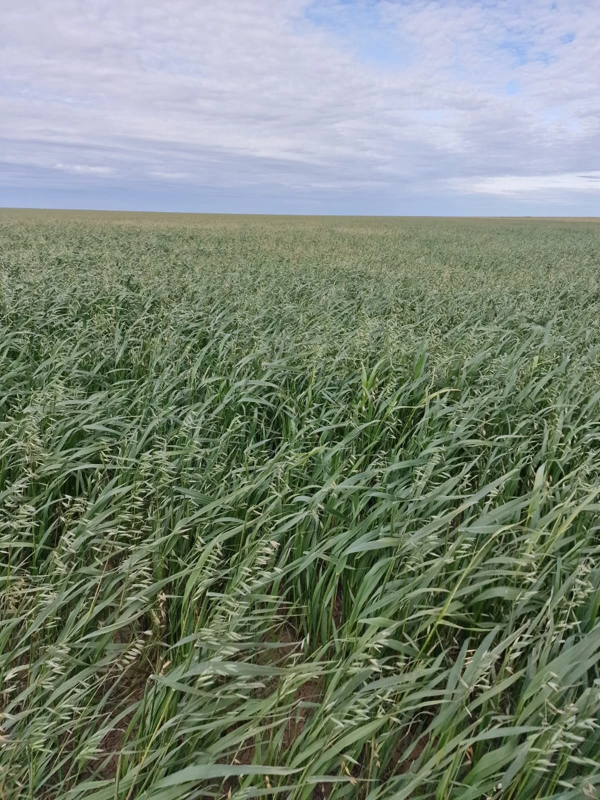 Qońyr kúzde jer kóktedi