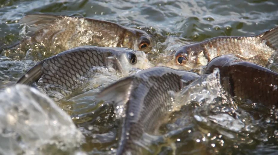 Balyqty aýlaı da, qorǵaı da bileıik