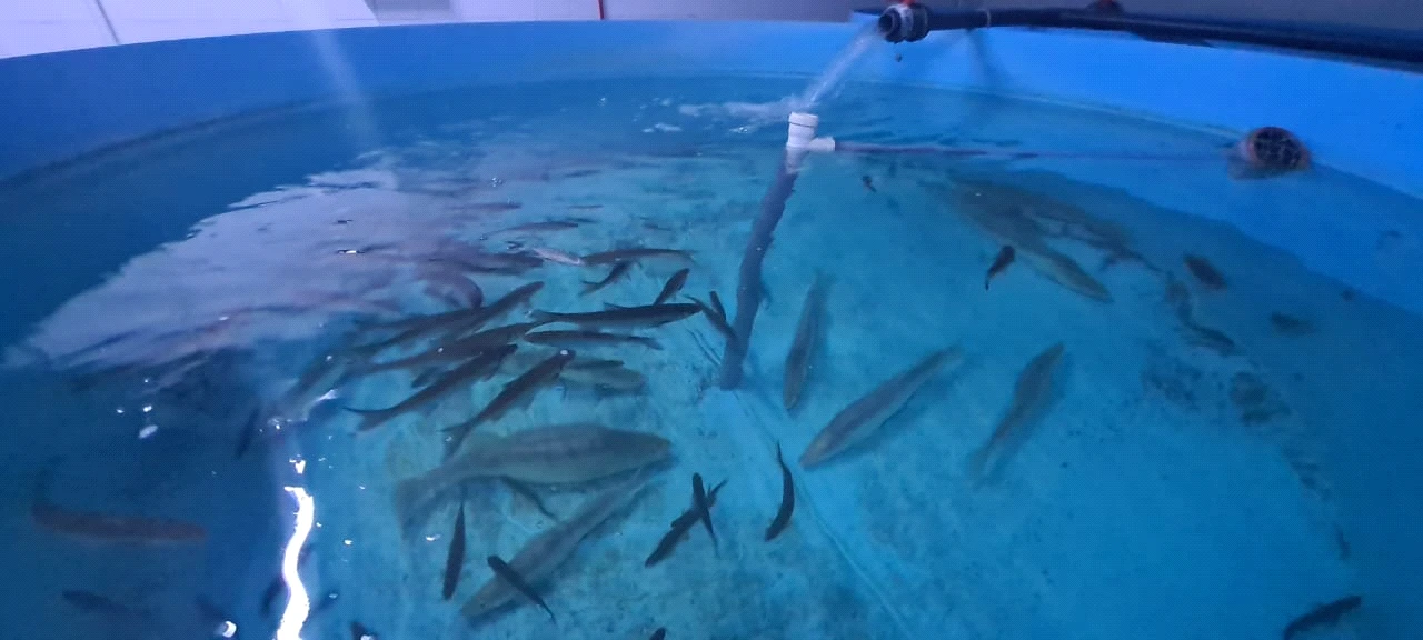 Kókserkeni kóbeıtý tásili