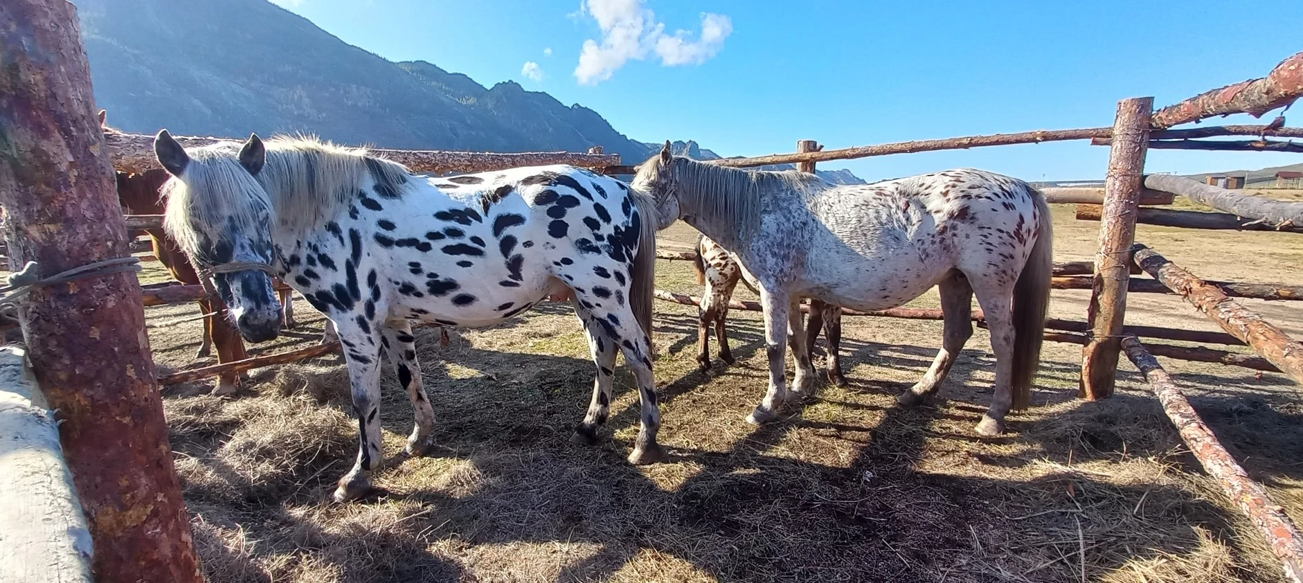 Jylqyny sapalandyrýǵa da ǵylym kerek