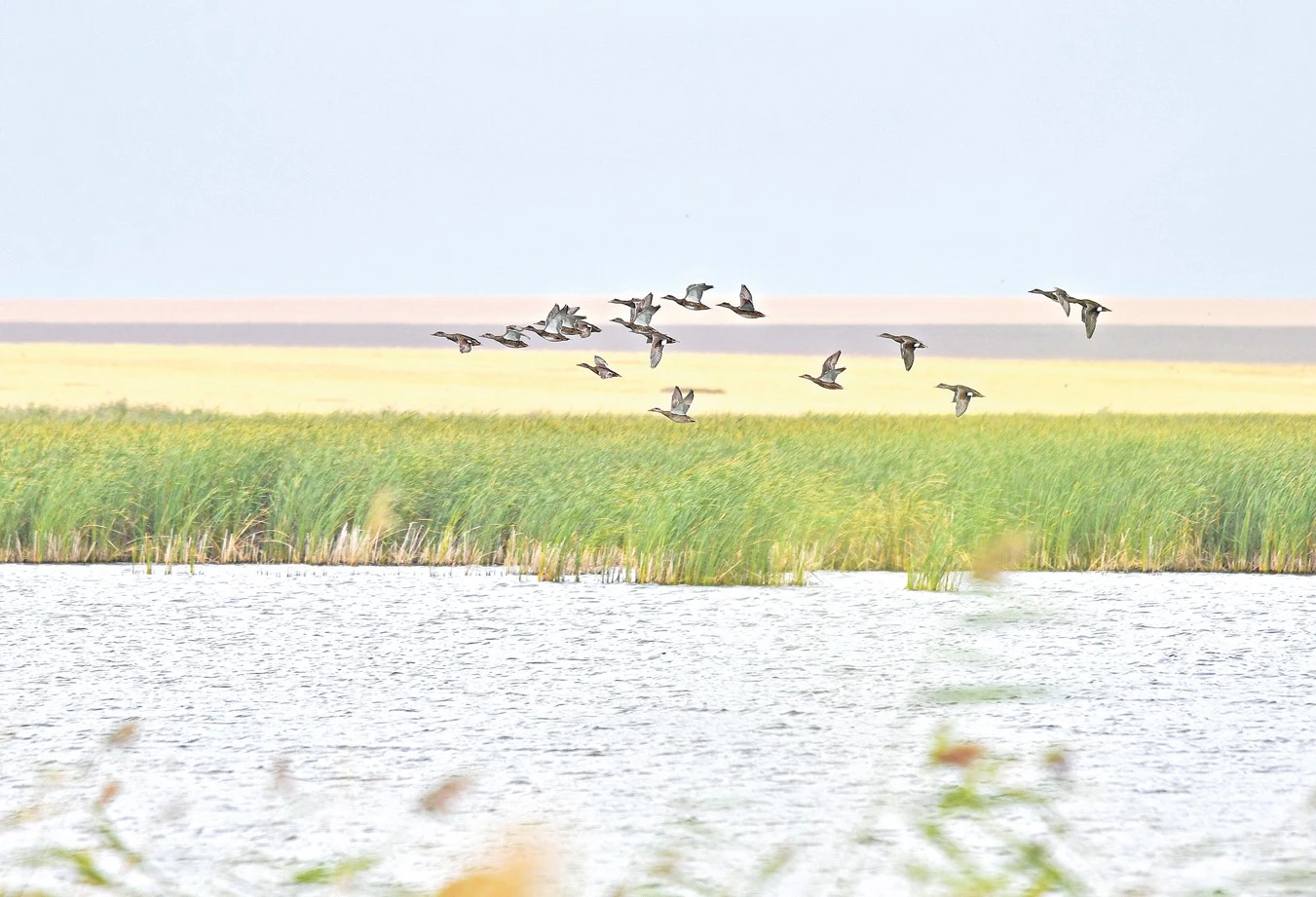 Balyǵy joq kól jetim