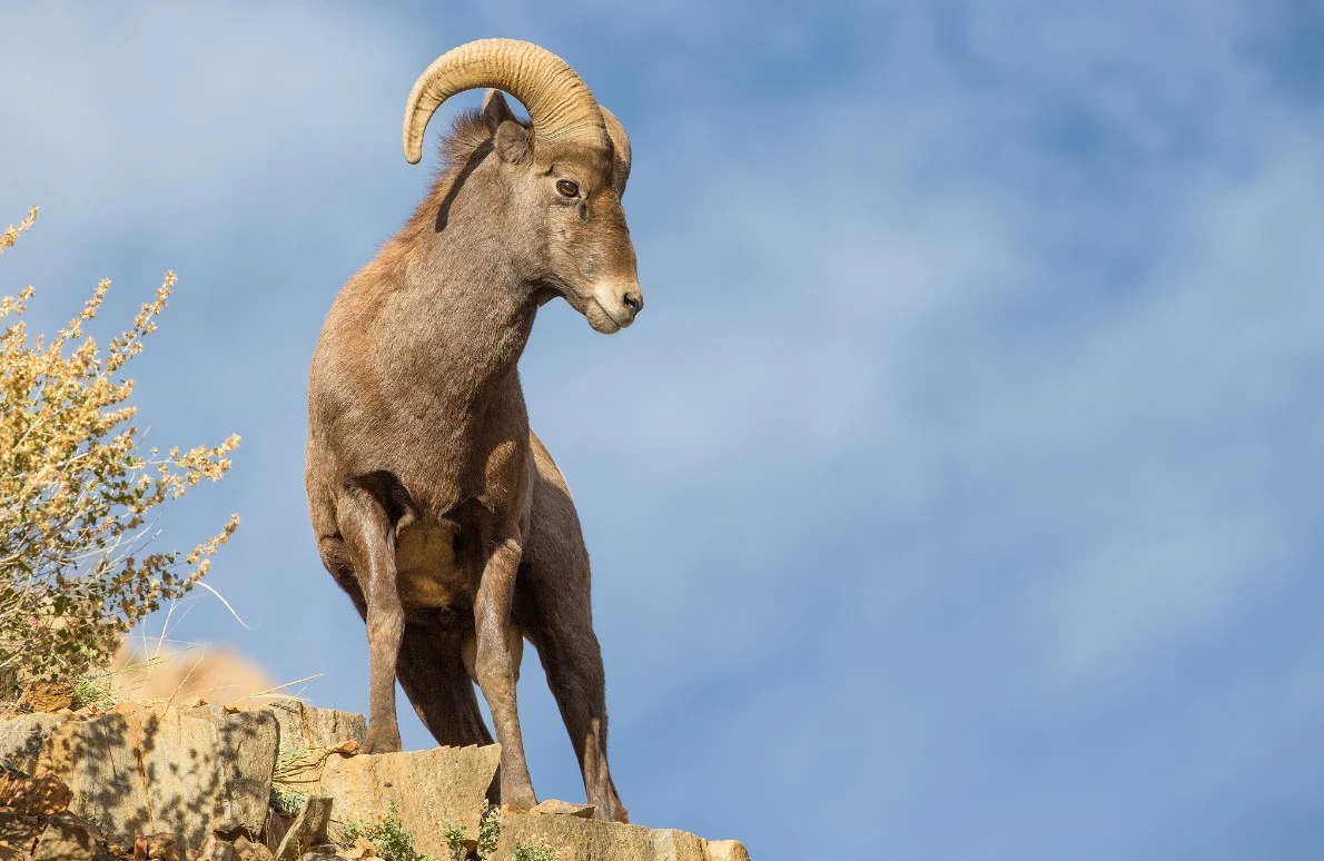 Arqar sany artyp keledi