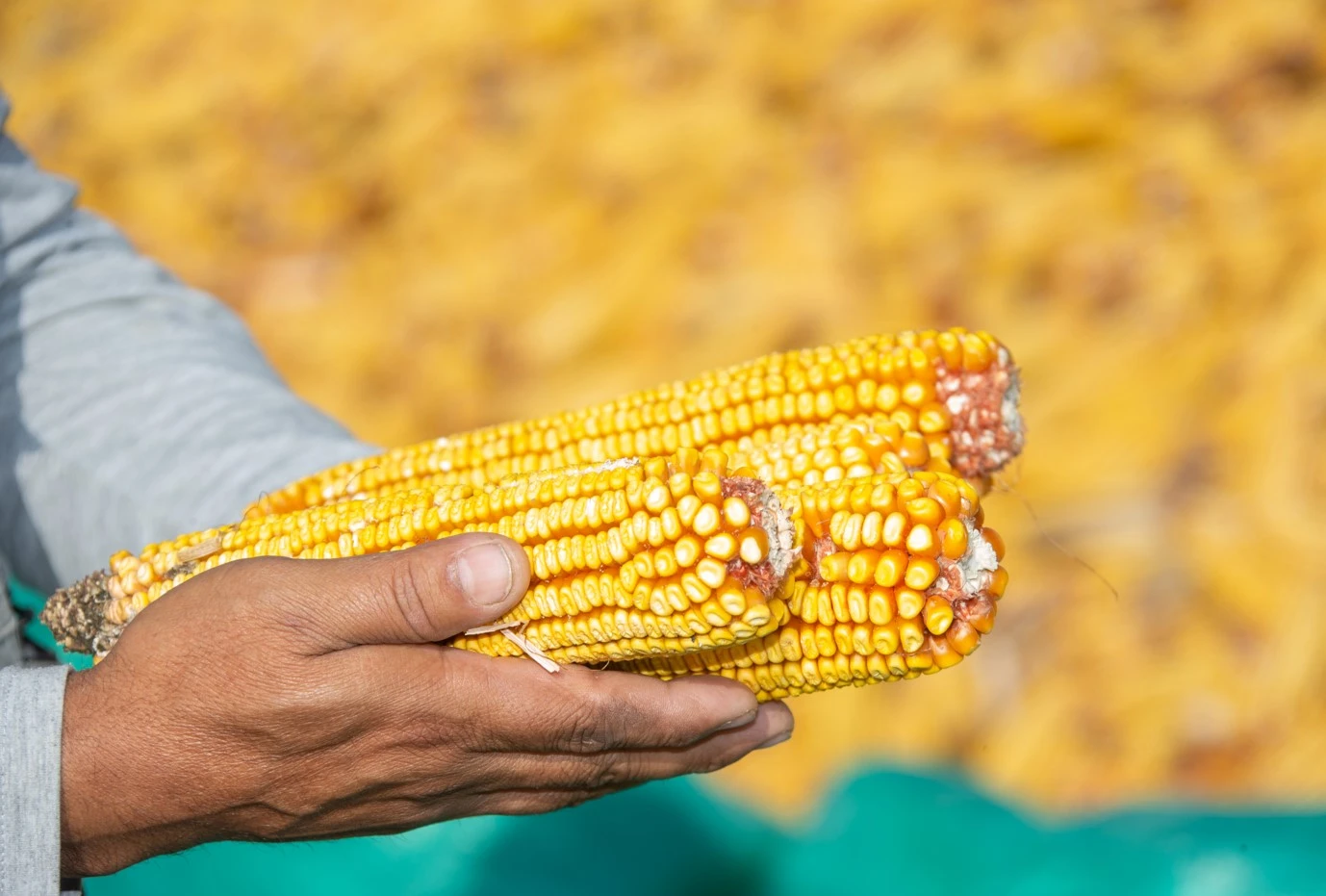 Júgerishi jaıyn júre tyńdamańyz