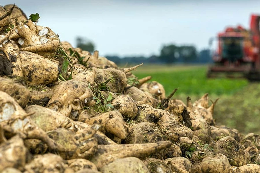 Alakóldegi alyp qyzylsha