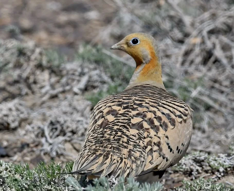 Buldyryq kózden bulbul ushyp barady