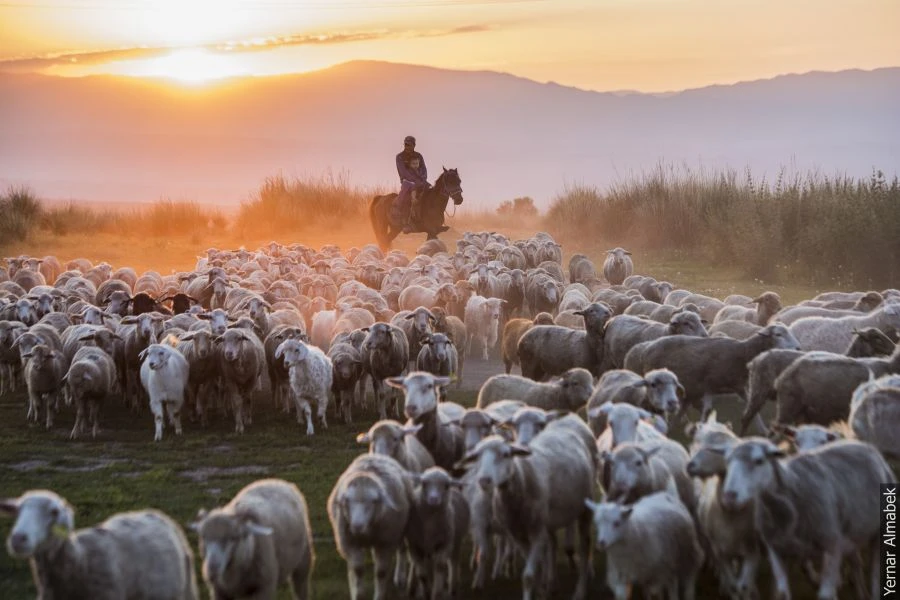 Malshy tabý – mashaqat