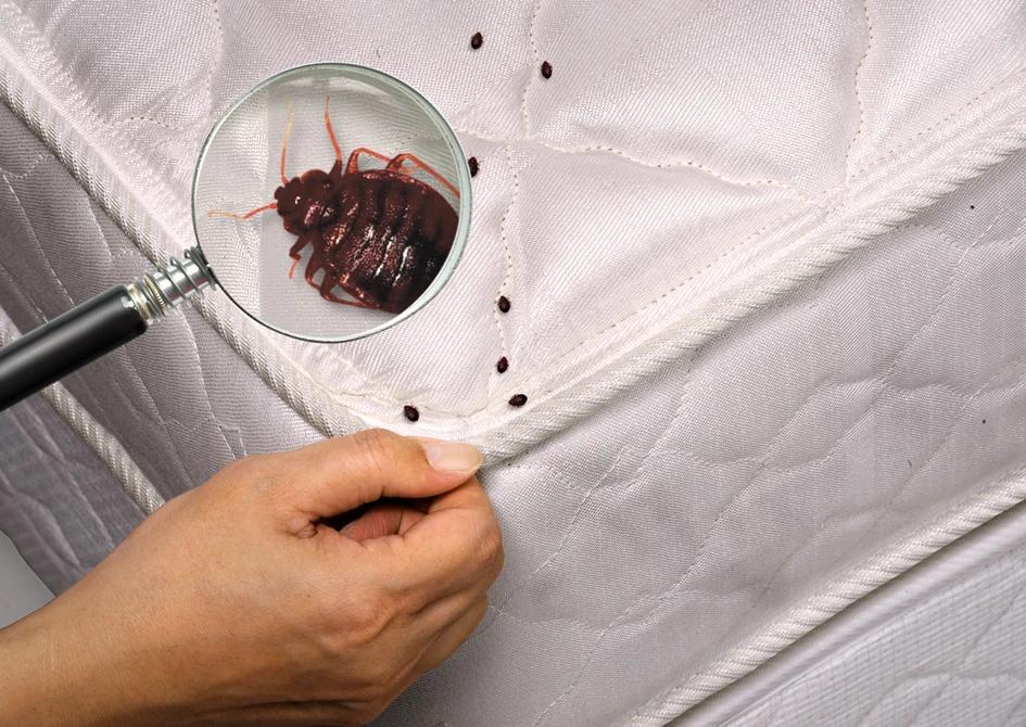 Qandala qaıdan qaptady?