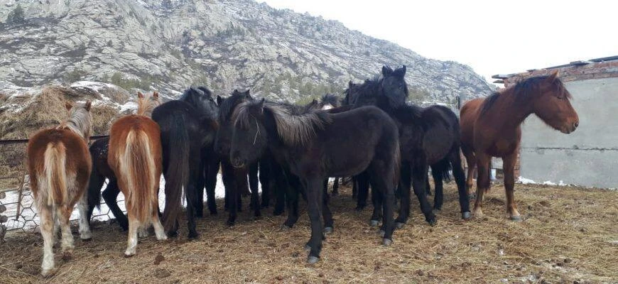 43 bas jylqyny aıdap áketken urylar ustaldy