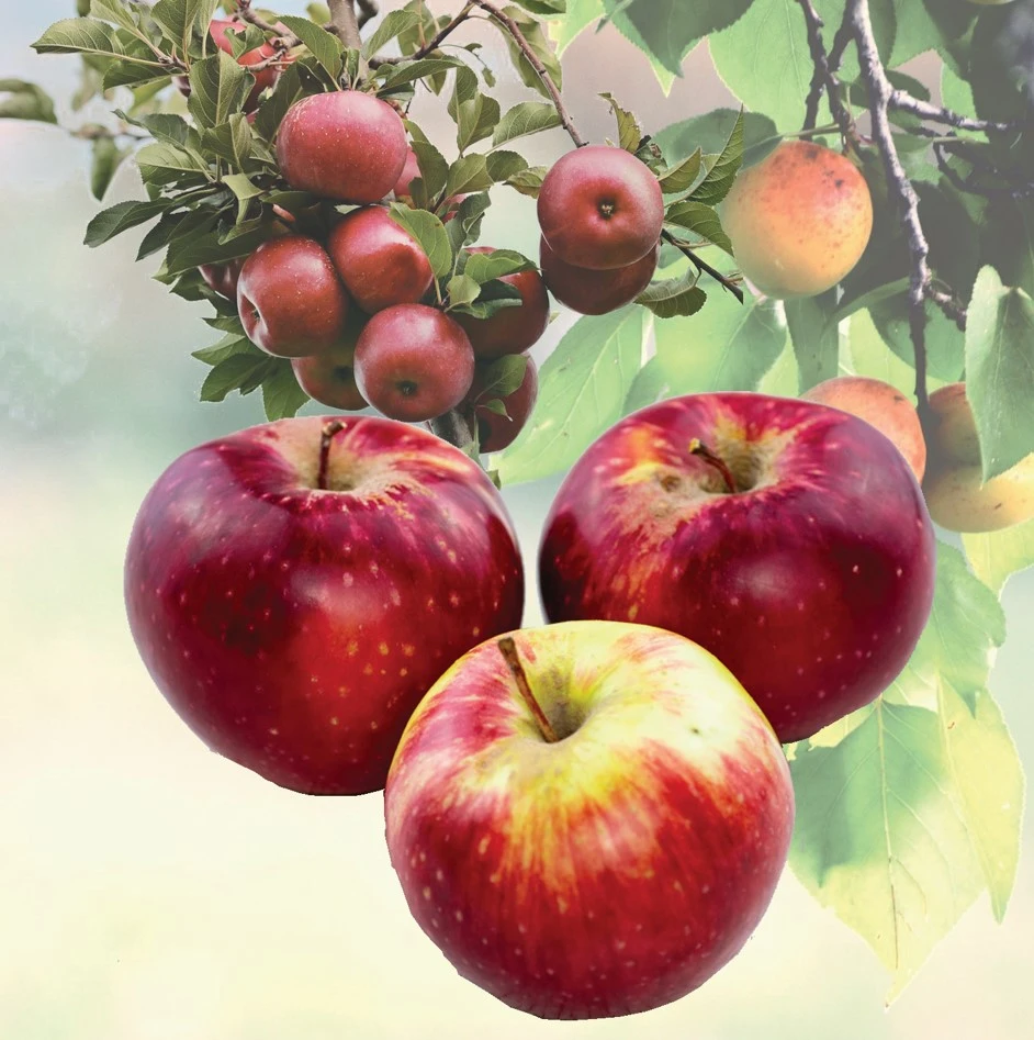 Aporttyń baǵy qalaı janady?