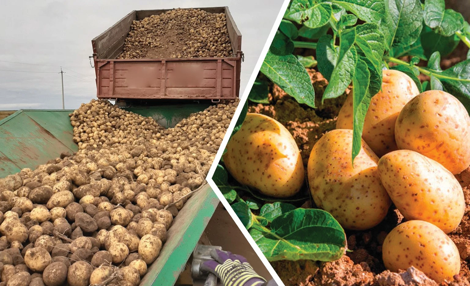 Kerekýlik kartop ósirýshiler nege alańdaıdy?