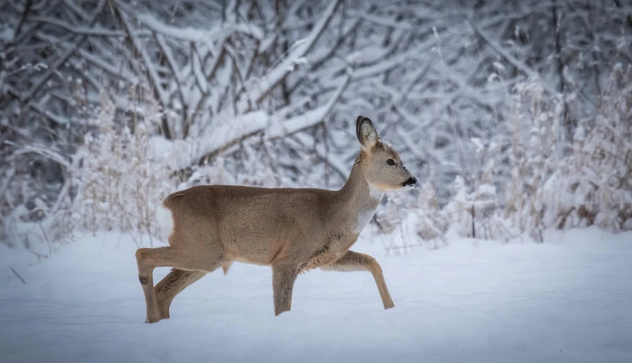 El ishinde elik júr