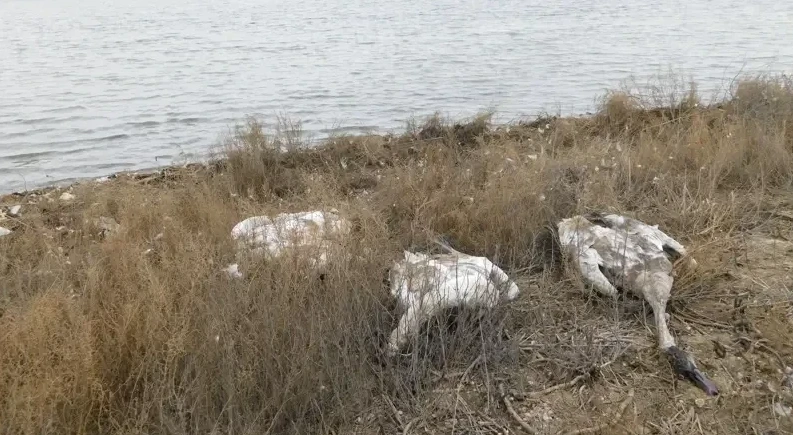 Aqtaýda qyrylǵan aqqýlar sany 600-den asty