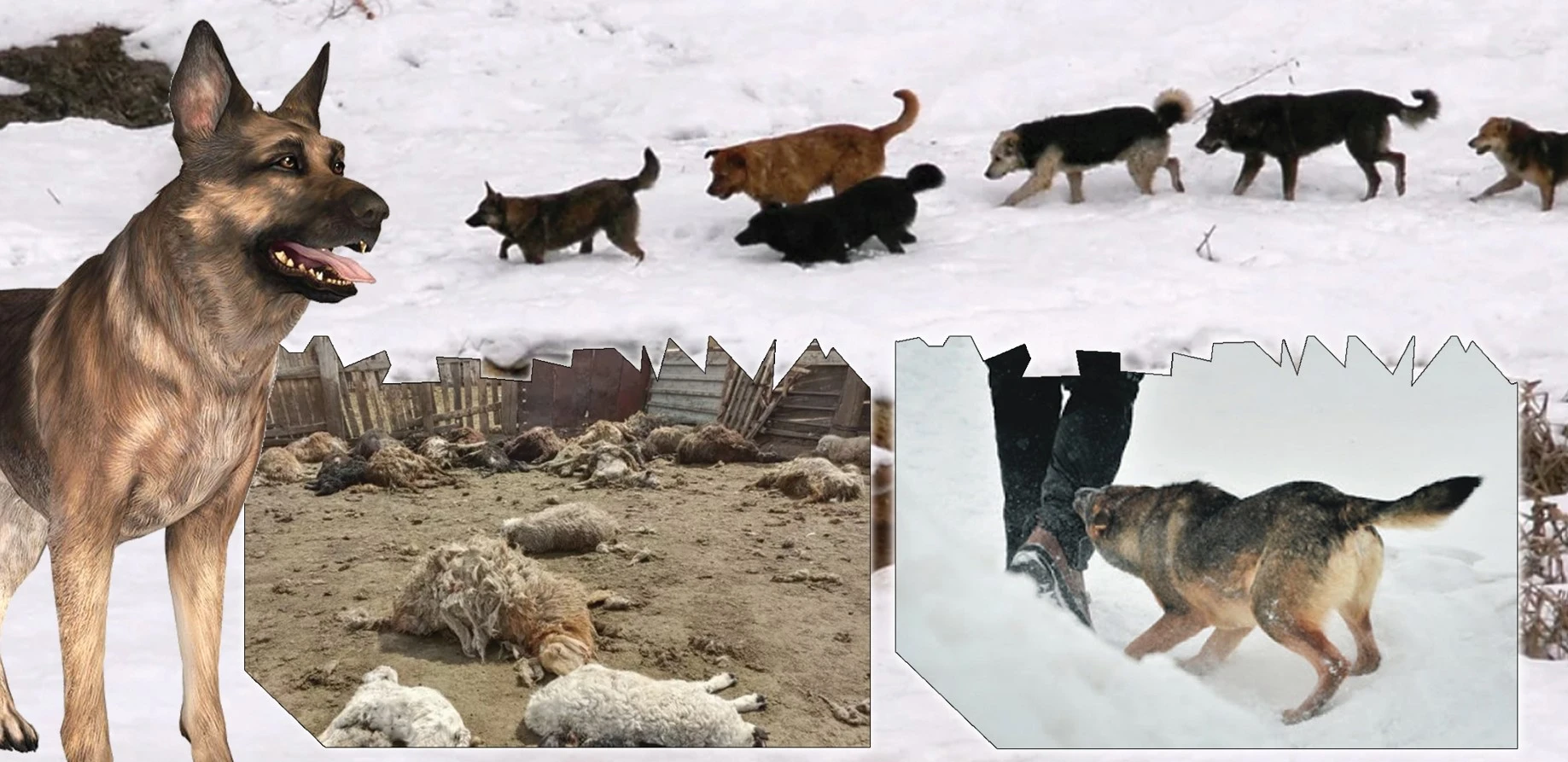 Qańǵybas ıtten kim qorǵaıdy?