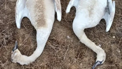 Mańǵystaý oblysynda myńǵa jýyq aqqýdyń óleksesi tabyldy