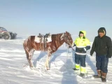 «Tórt kúnnen keıin tabyldy». Boranda adasqan malshy ıtiniń arqasynda aman qaldy
