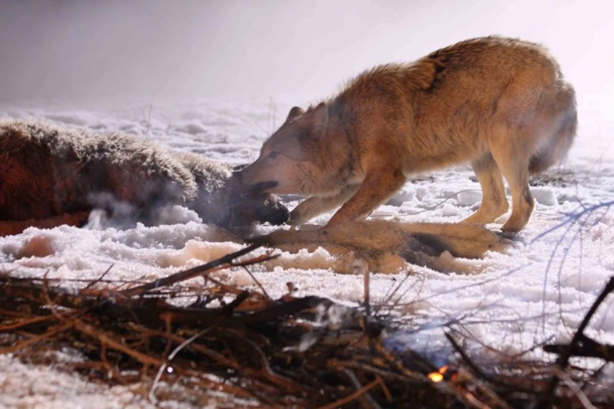 Qoıǵa shapqan qasqyr ma?