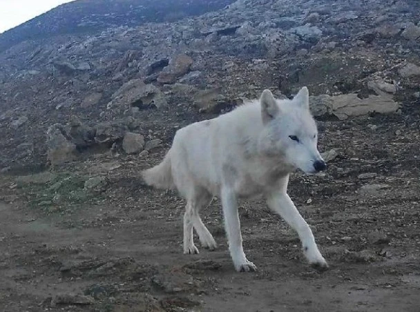 Ústirttegi aq qasqyr