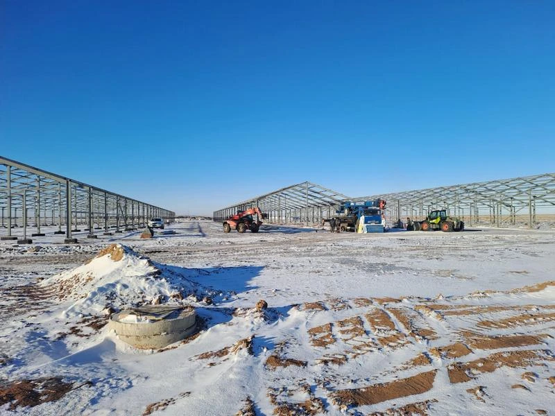 Asyl tuqymdy sıyr fermasy