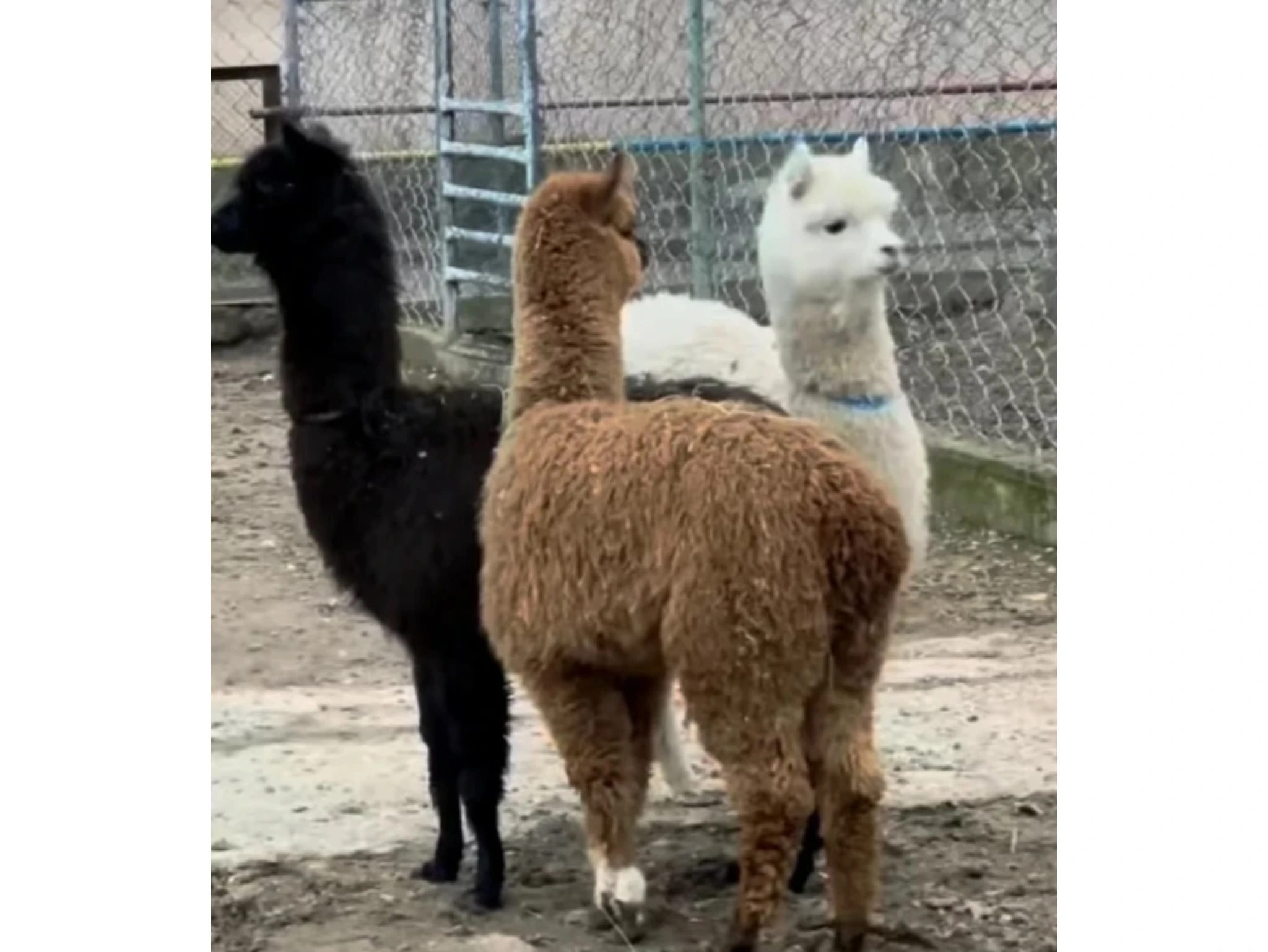 Shymkent zoobaǵy jańa janýarlarmen tolyqty