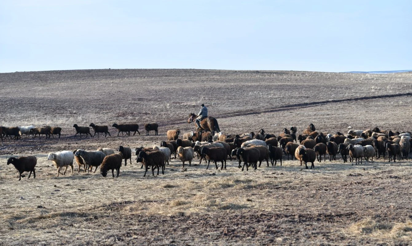Shopan joq, shıkilik nede?