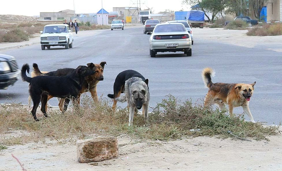 Iesiz ıtter aýlandy