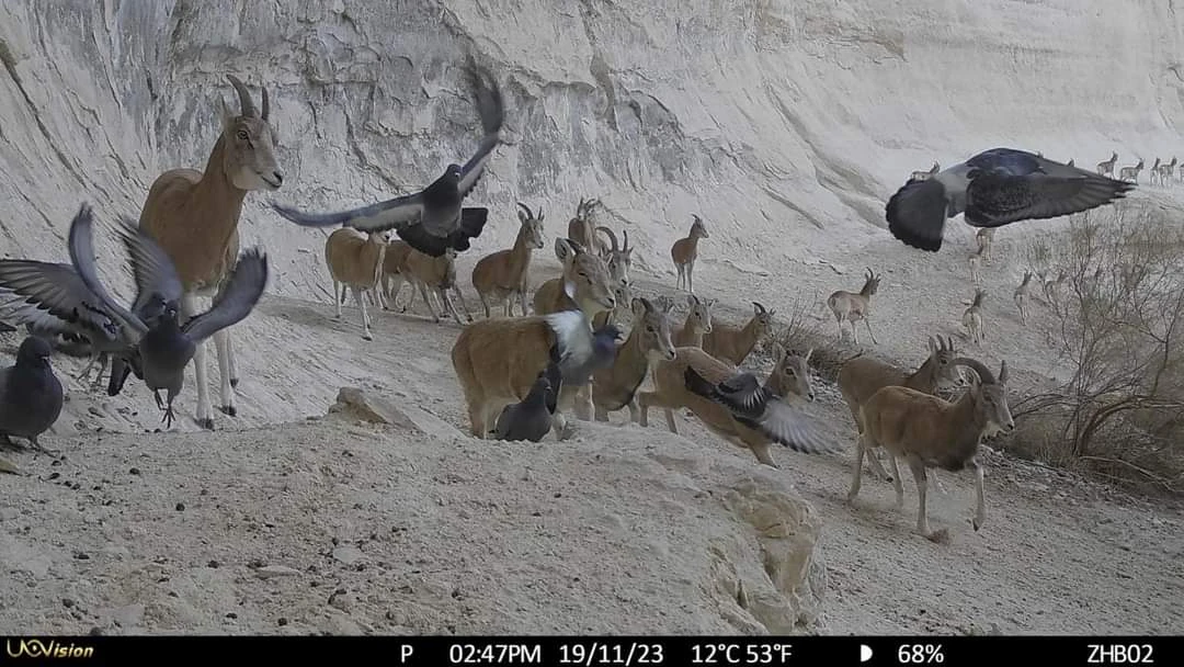 «Qyzylsaı» tabıǵı parkinde arqar men qaraquıryq sany 18 paıyzǵa artty