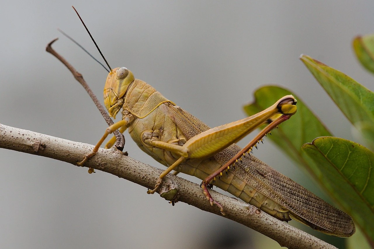Shegirtkemen kúreske qosymsha qarjy bólindi